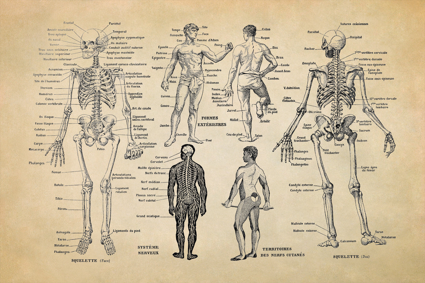 Human Anatomy Skeletal System Illustration Print, AM10