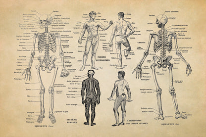 Human Anatomy Skeletal System Illustration Print, AM10