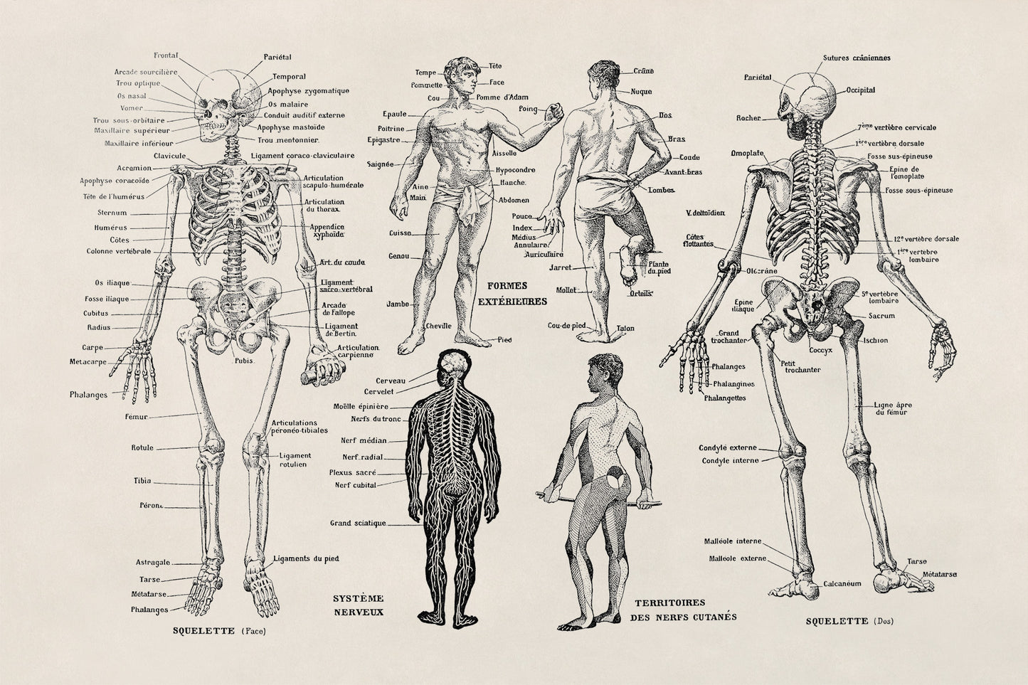 Human Anatomy Skeletal System Illustration Print, AM10