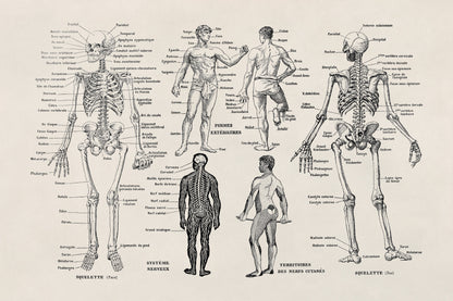 Human Anatomy Skeletal System Illustration Print, AM10