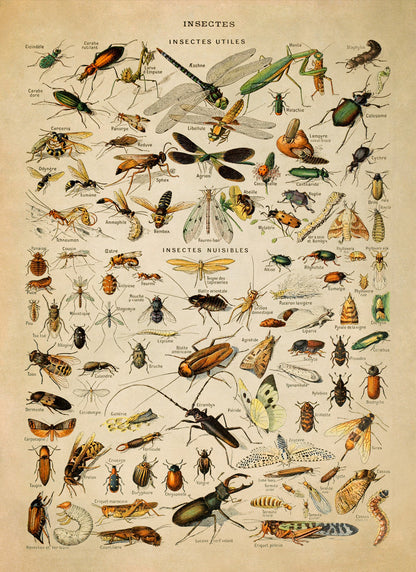 Insect Species Chart Print, AM011