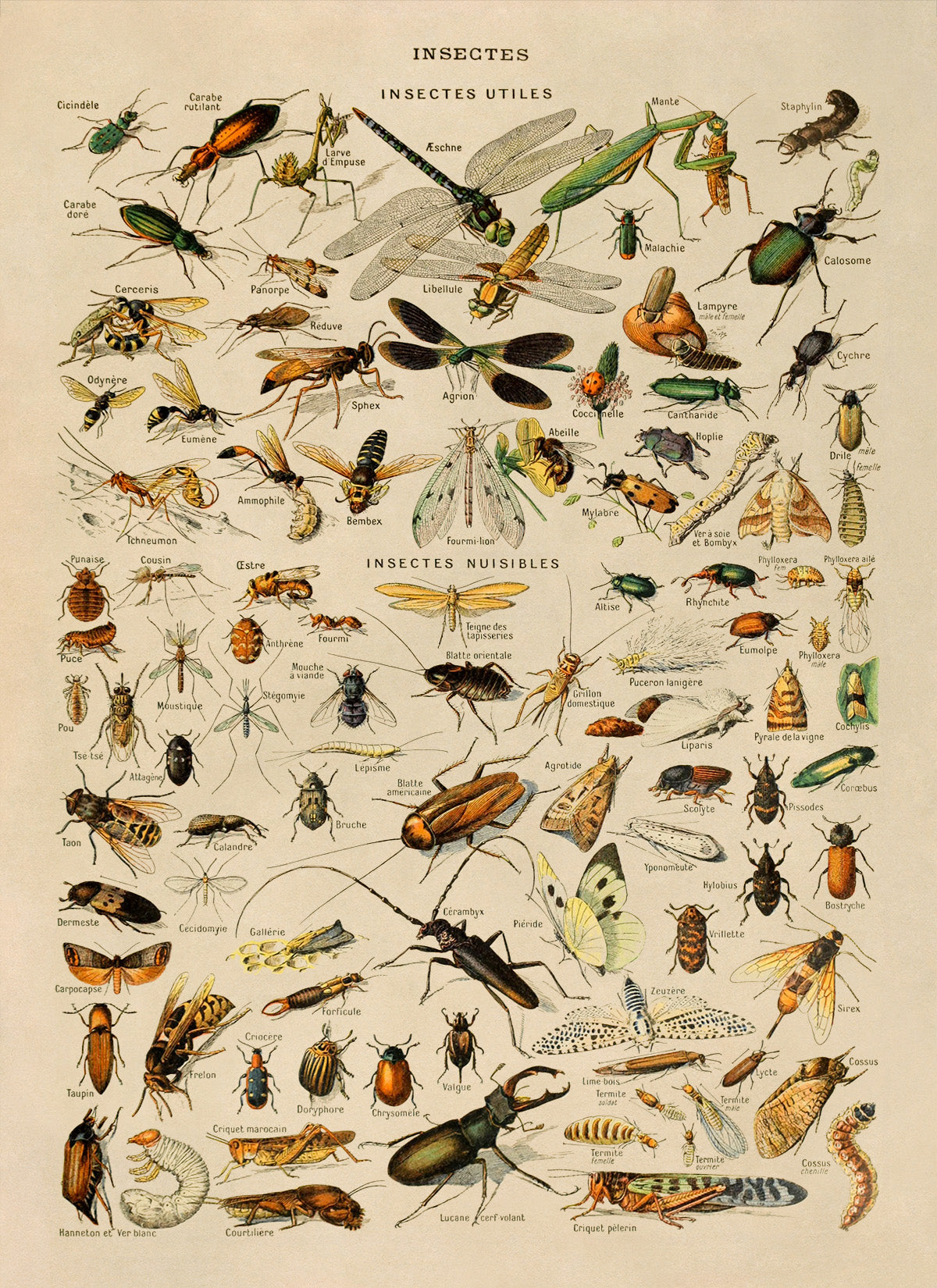 Insect Species Chart Print, AM011