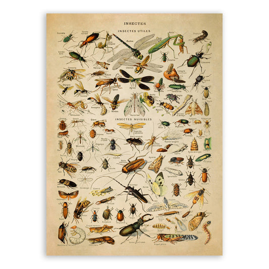 Insect Species Chart Print, AM011