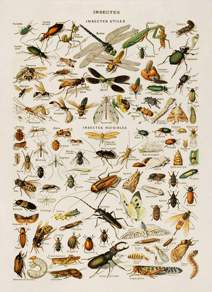 Insect Species Chart Print, AM011