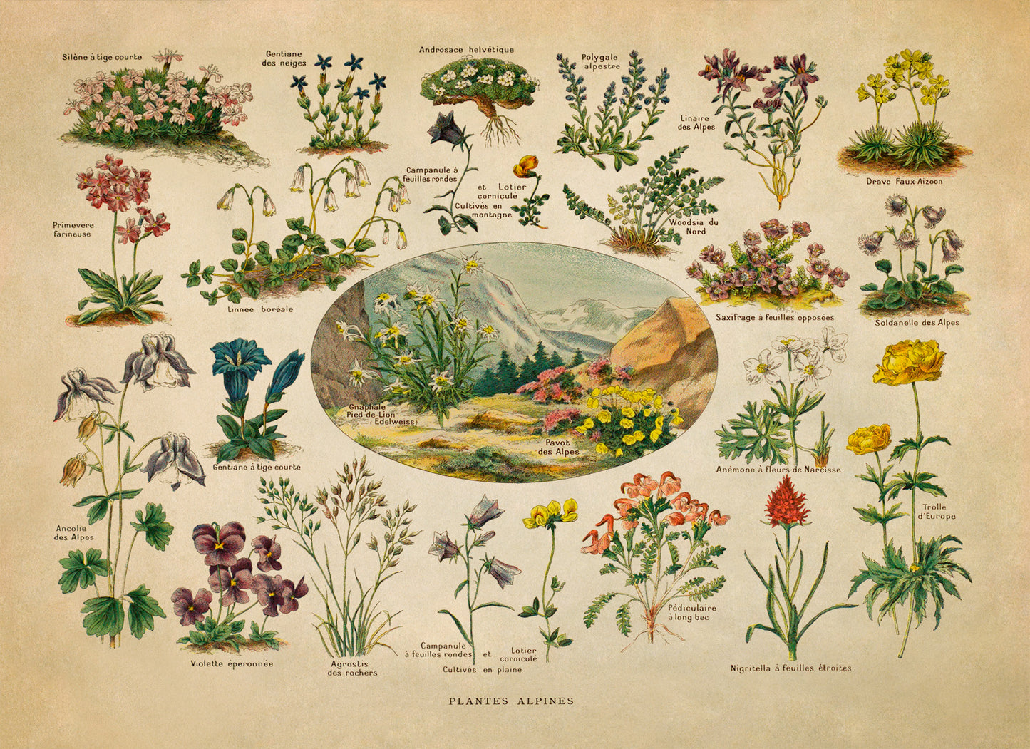 Alpine Plants and Flowers Print, AM127