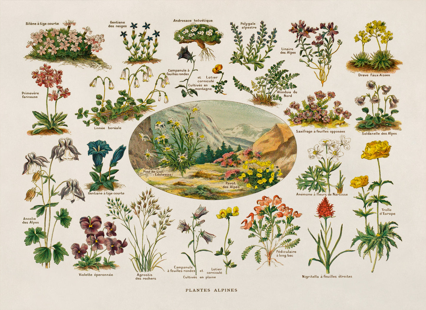 Alpine Plants and Flowers Print, AM127