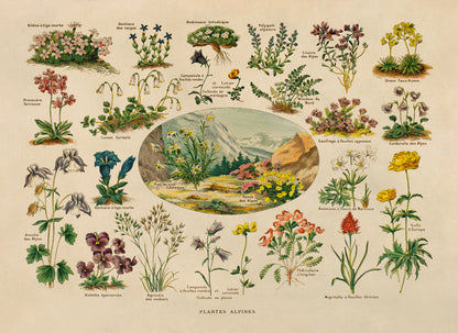 Alpine Plants and Flowers Print, AM127