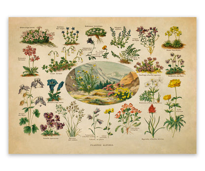 Alpine Plants and Flowers Print, AM127