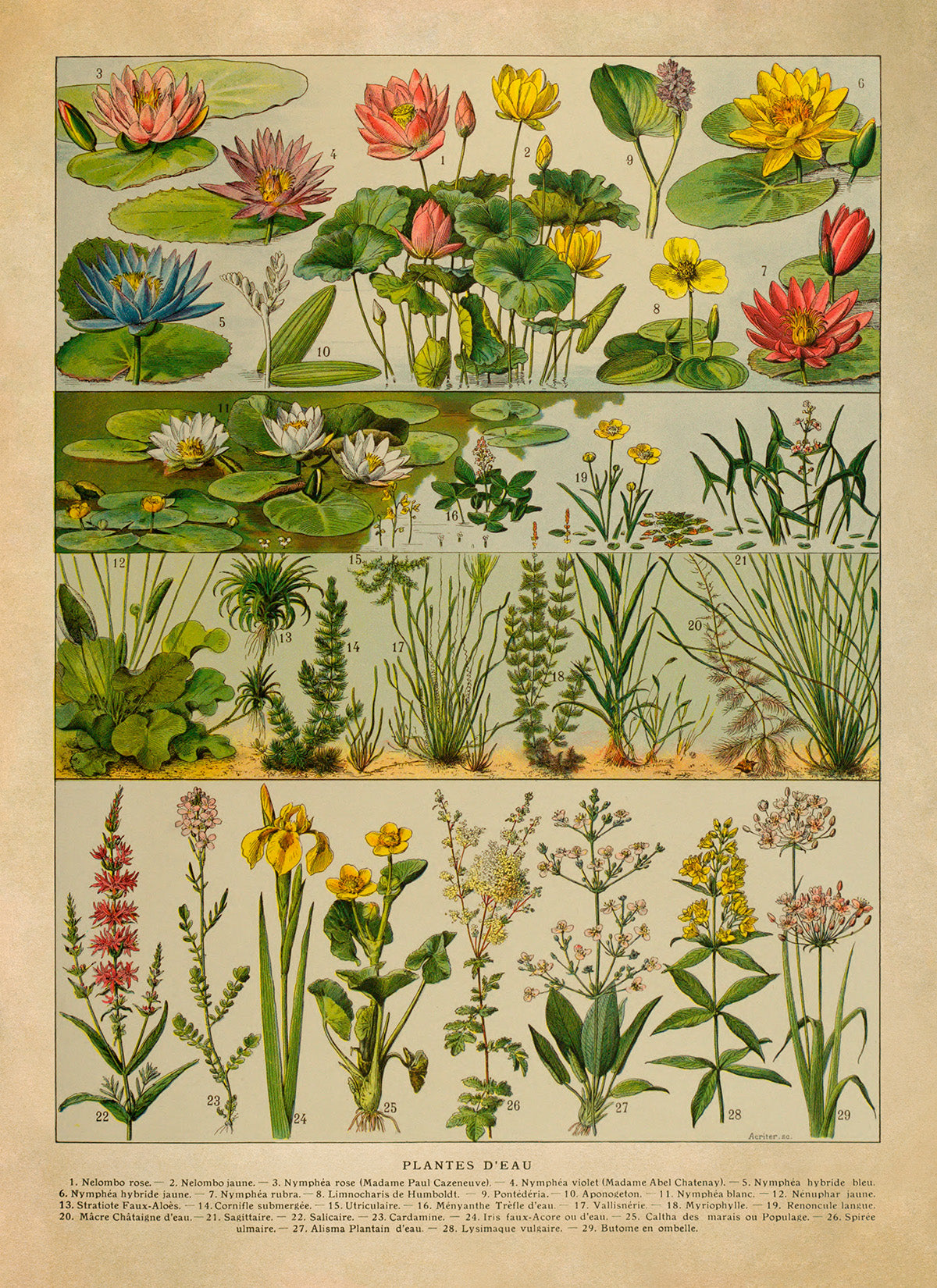 Water Plants and Flowers Print, AM128