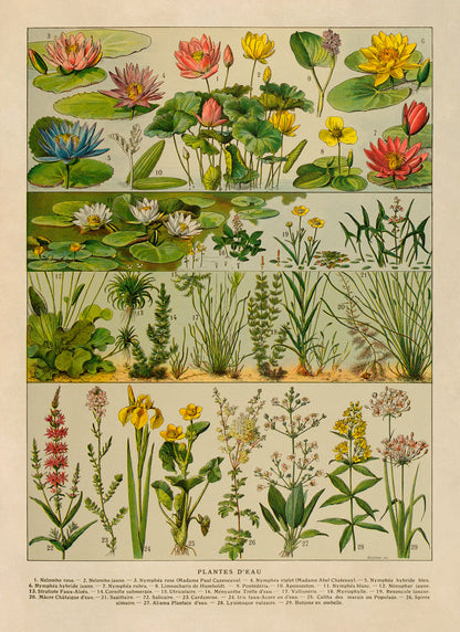 Water Plants and Flowers Print, AM128