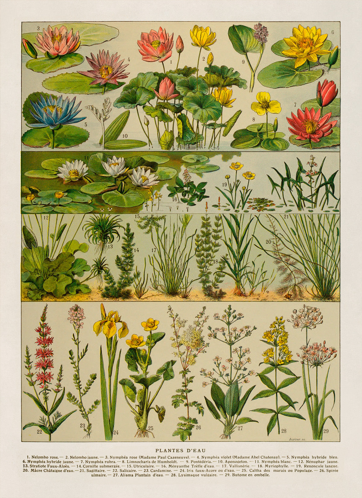 Water Plants and Flowers Print, AM128