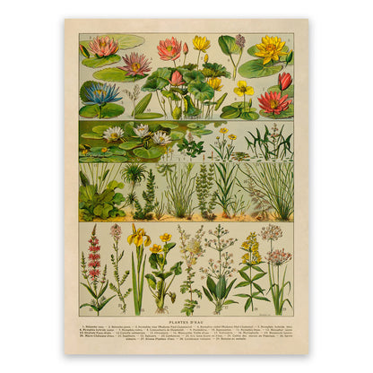 Water Plants and Flowers Print, AM128