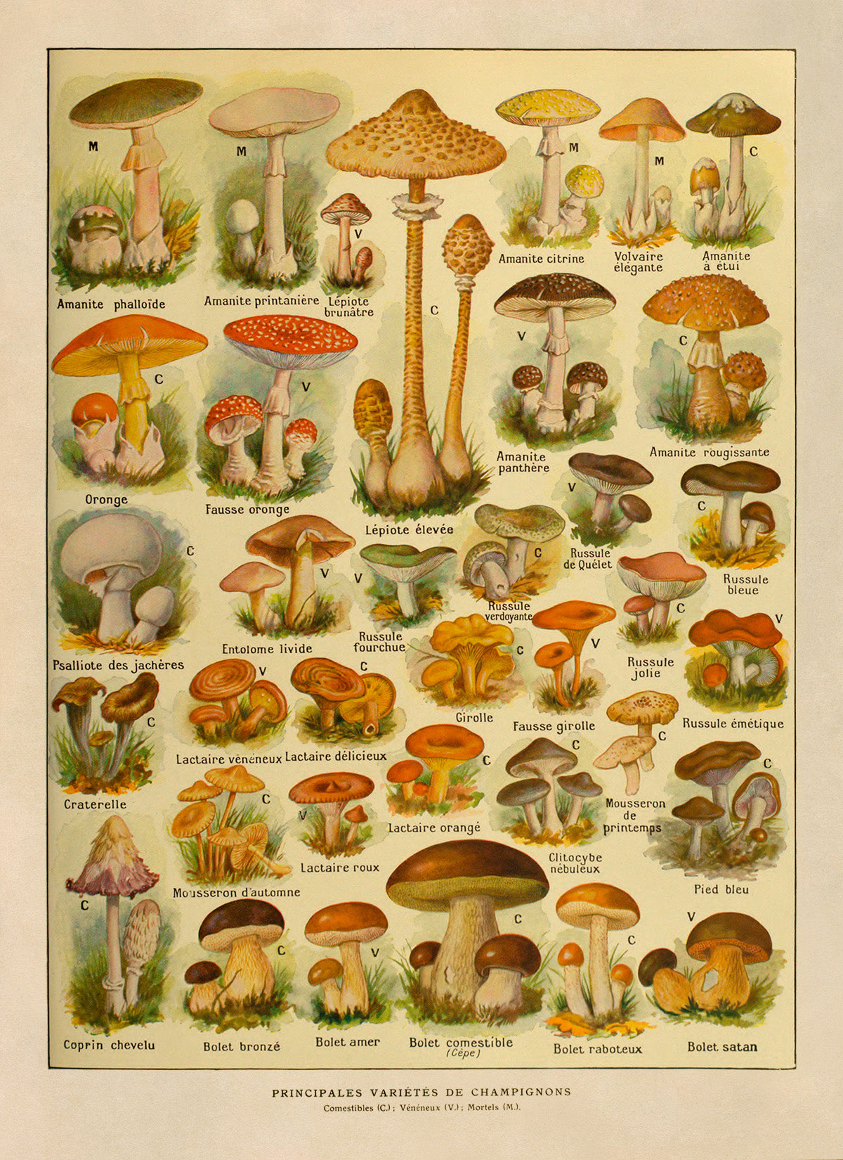 Mushroom Species Variety Chart Print, AM129