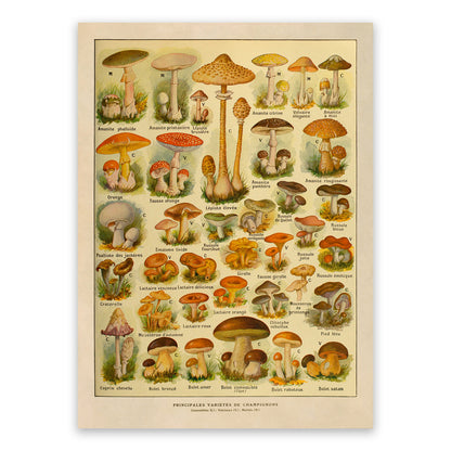 Mushroom Species Variety Chart Print, AM129