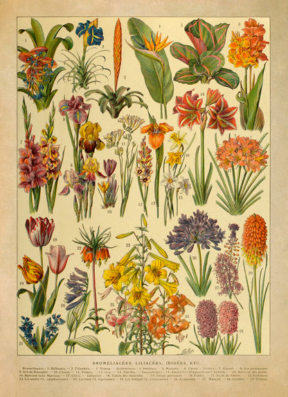 Iridescent Colorful Flower Species Variety Chart Print, AM130