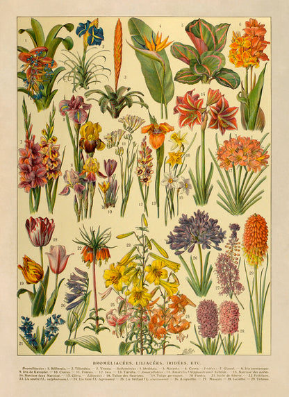 Iridescent Colorful Flower Species Variety Chart Print, AM130