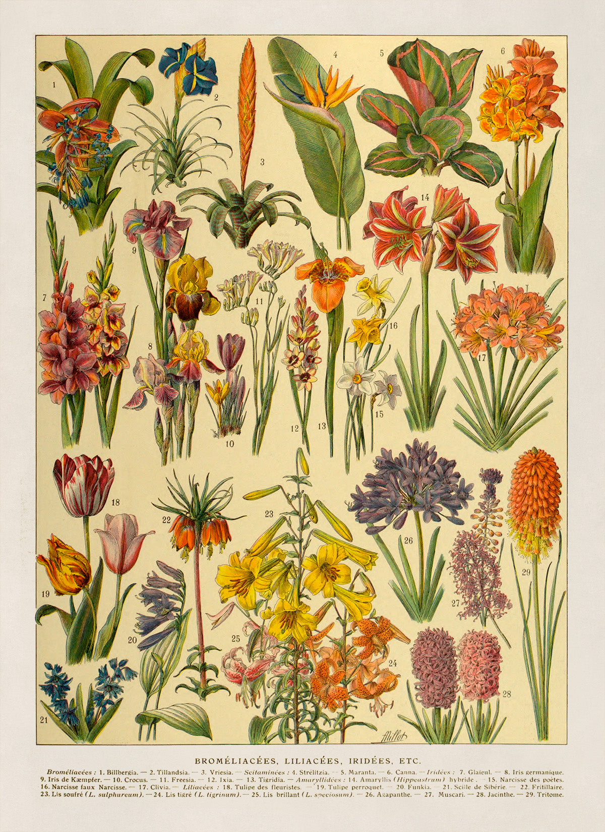 Iridescent Colorful Flower Species Variety Chart Print, AM130