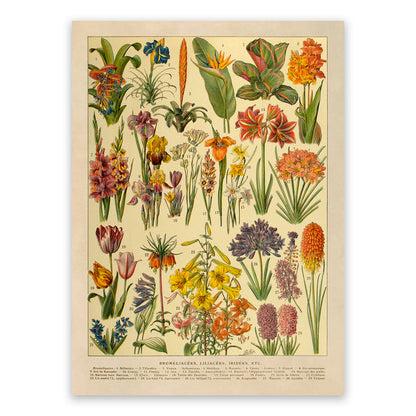 Iridescent Colorful Flower Species Variety Chart Print, AM130