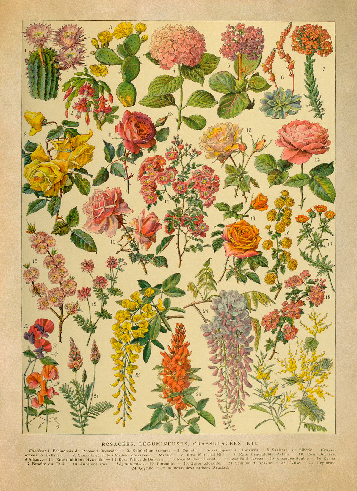 Colorful Flower Species Variety Chart Print, AM132