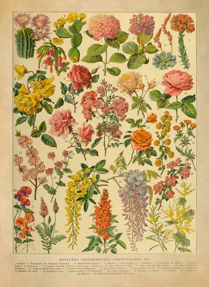 Colorful Flower Species Variety Chart Print, AM132