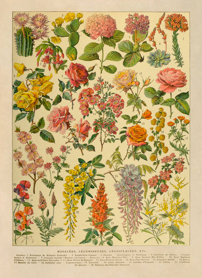 Colorful Flower Species Variety Chart Print, AM132