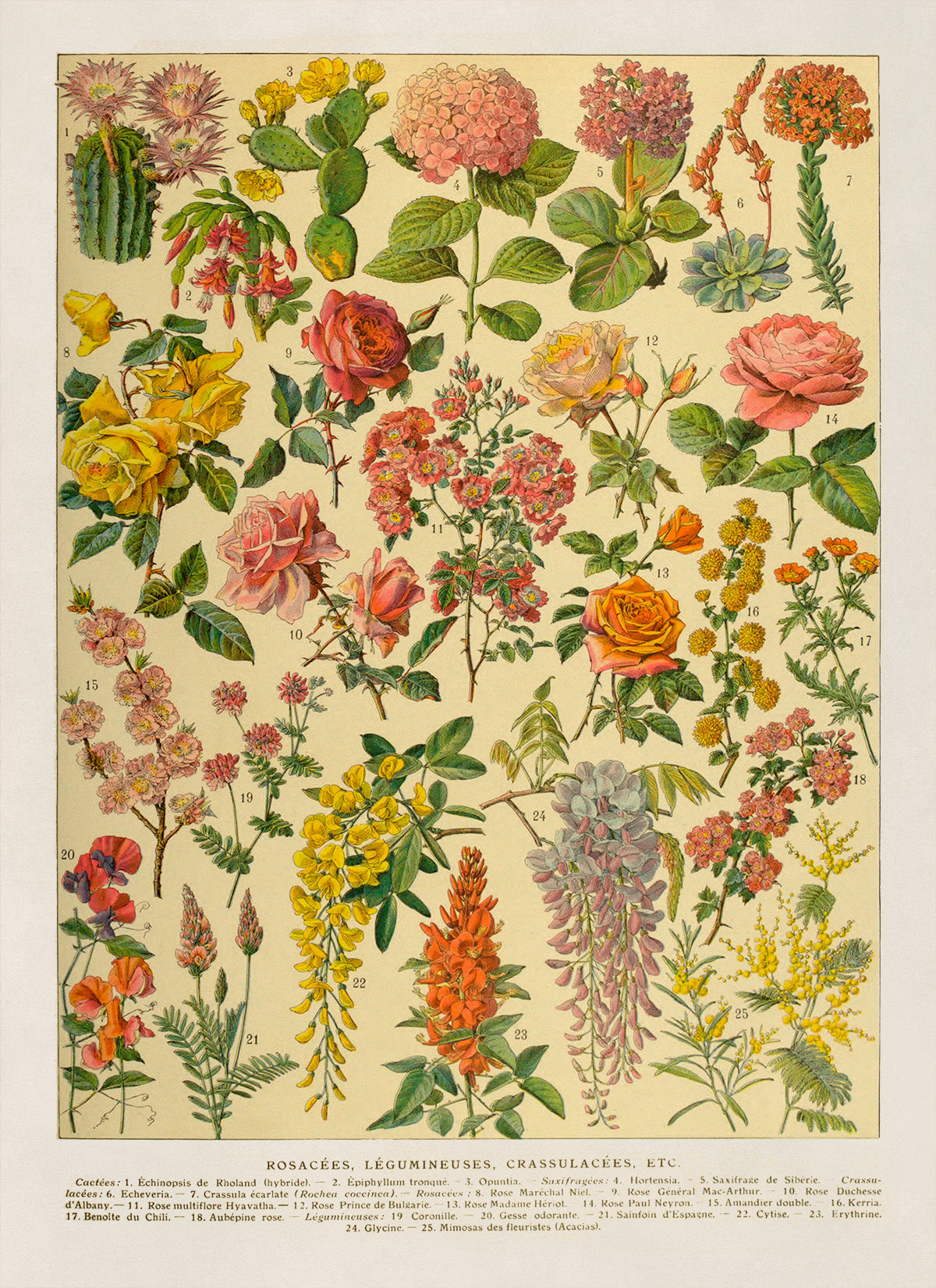 Colorful Flower Species Variety Chart Print, AM132