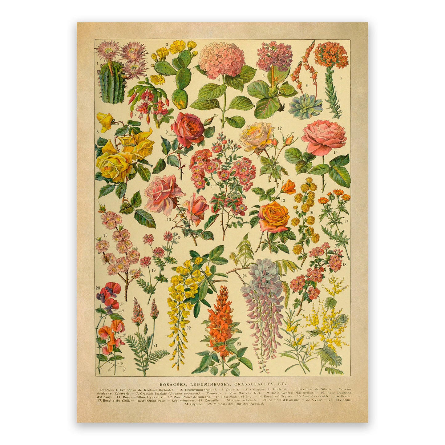 Colorful Flower Species Variety Chart Print, AM132