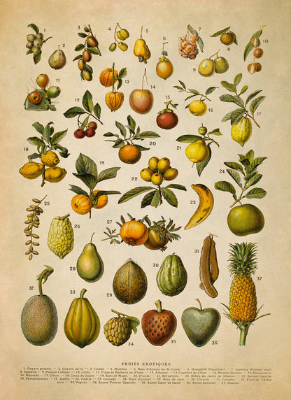 Exotic Fruit Plants Variety Chart Print, AM133