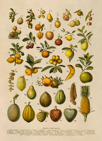 Exotic Fruit Plants Variety Chart Print, AM133