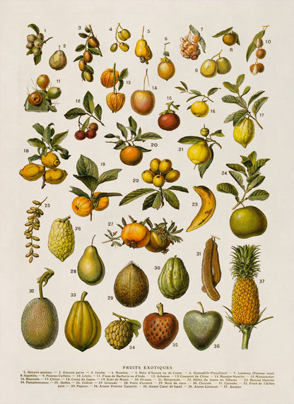 Exotic Fruit Plants Variety Chart Print, AM133