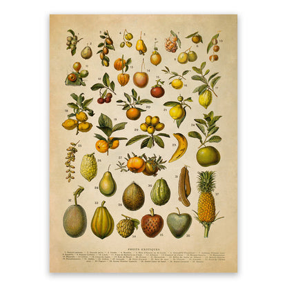 Exotic Fruit Plants Variety Chart Print, AM133