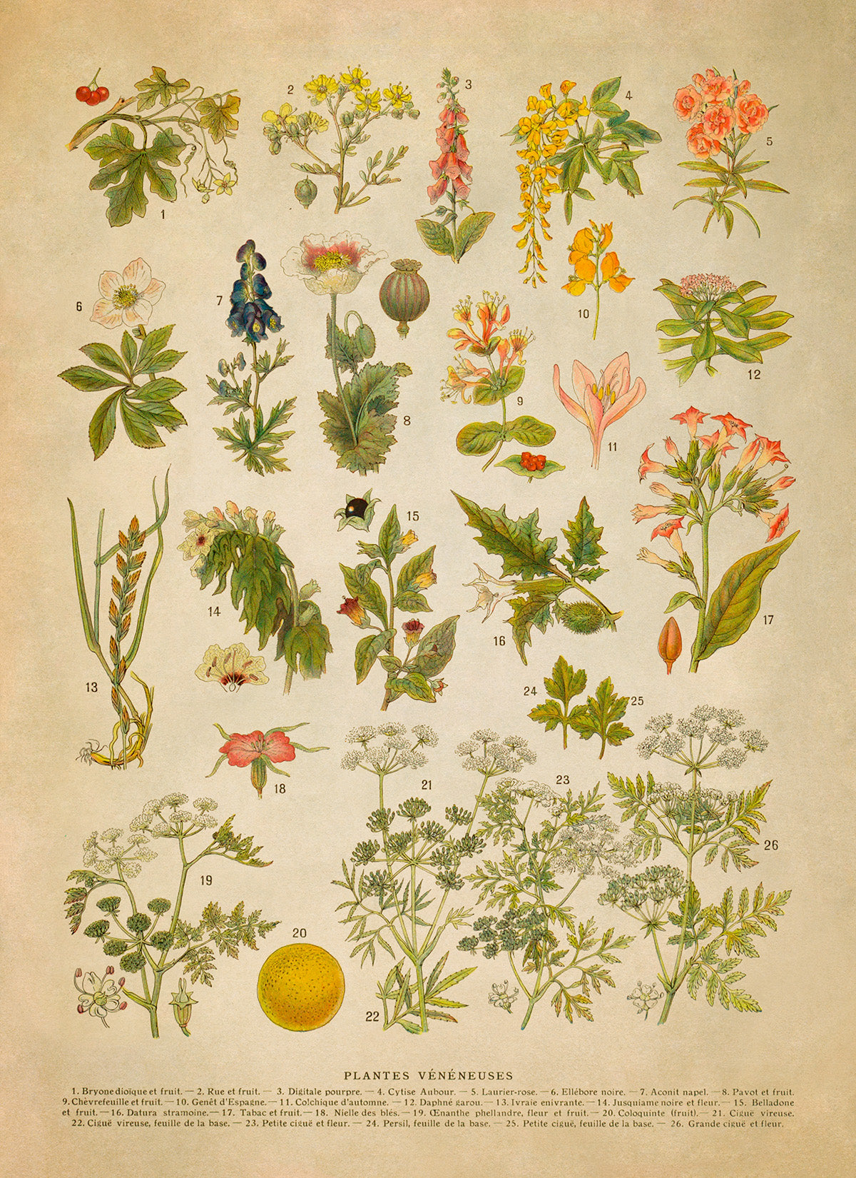 Poisonous Plants Variety Chart Print, AM134