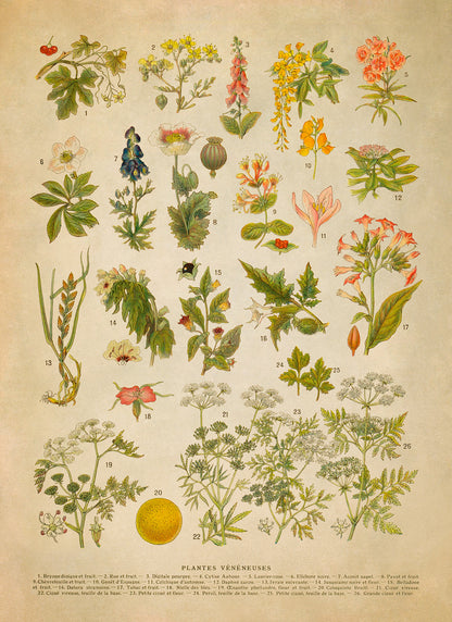 Poisonous Plants Variety Chart Print, AM134