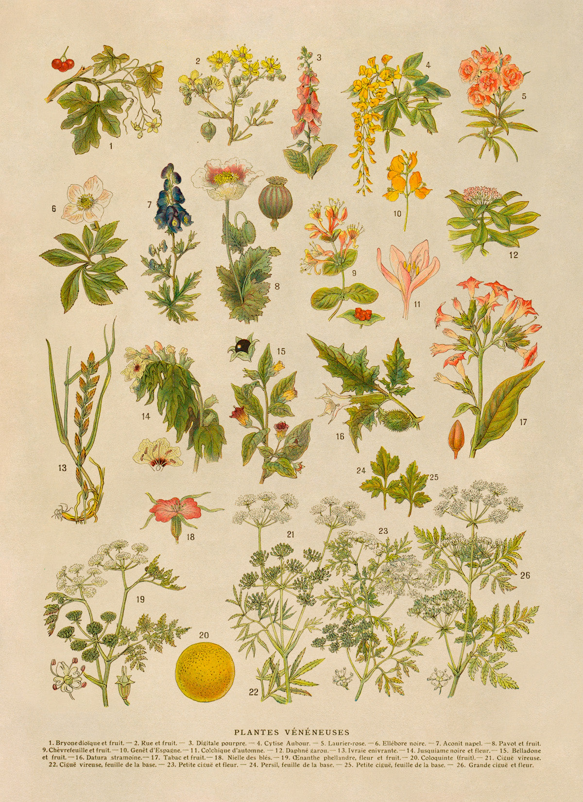 Poisonous Plants Variety Chart Print, AM134