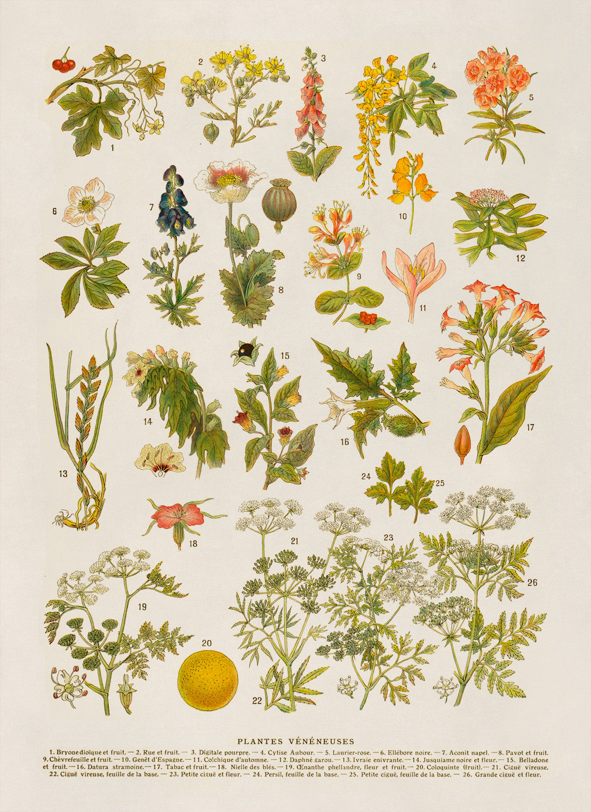 Poisonous Plants Variety Chart Print, AM134