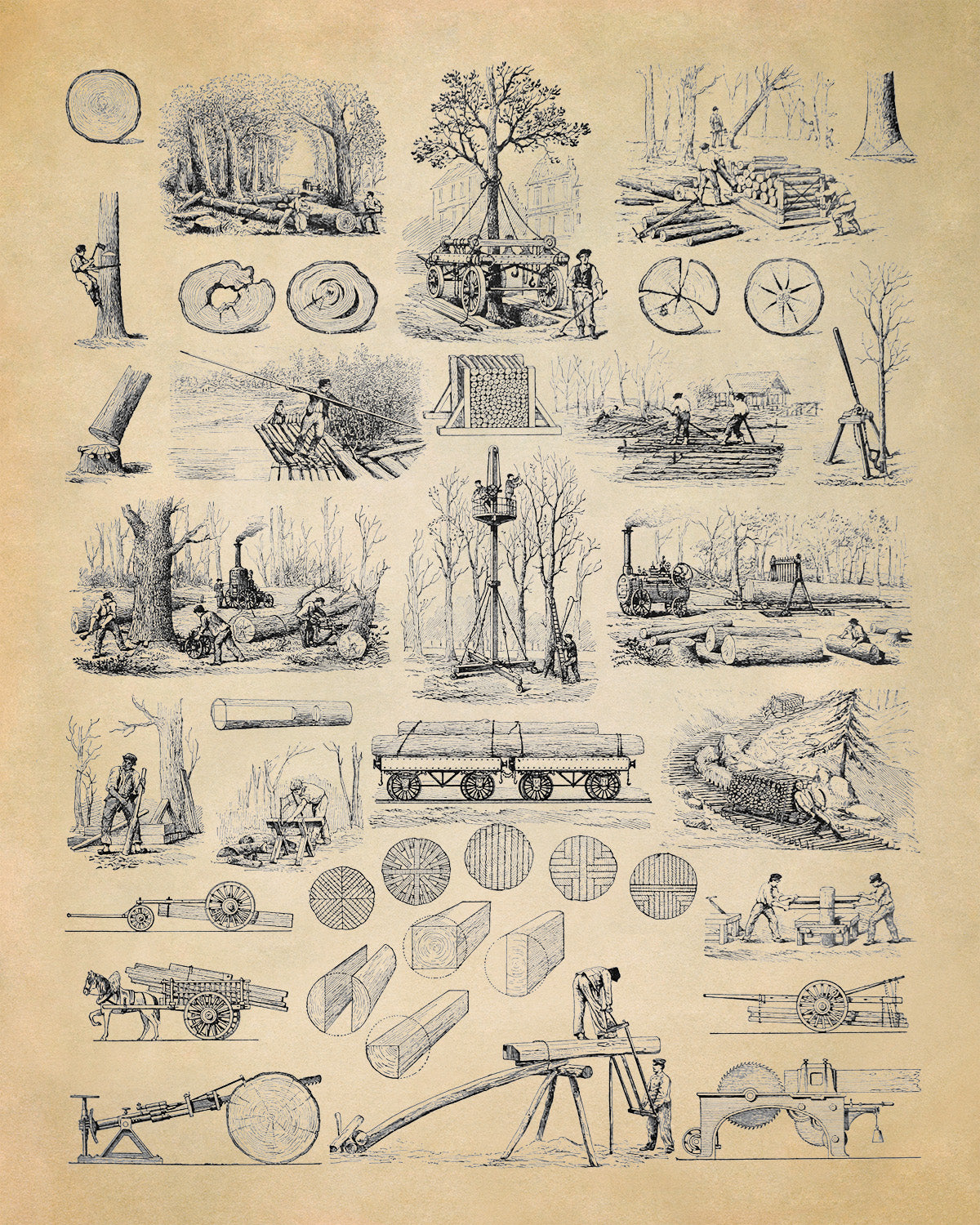 Forestry and Wood Cultivation Illustration Print, Am138