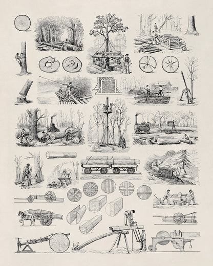 Forestry and Wood Cultivation Illustration Print, Am138