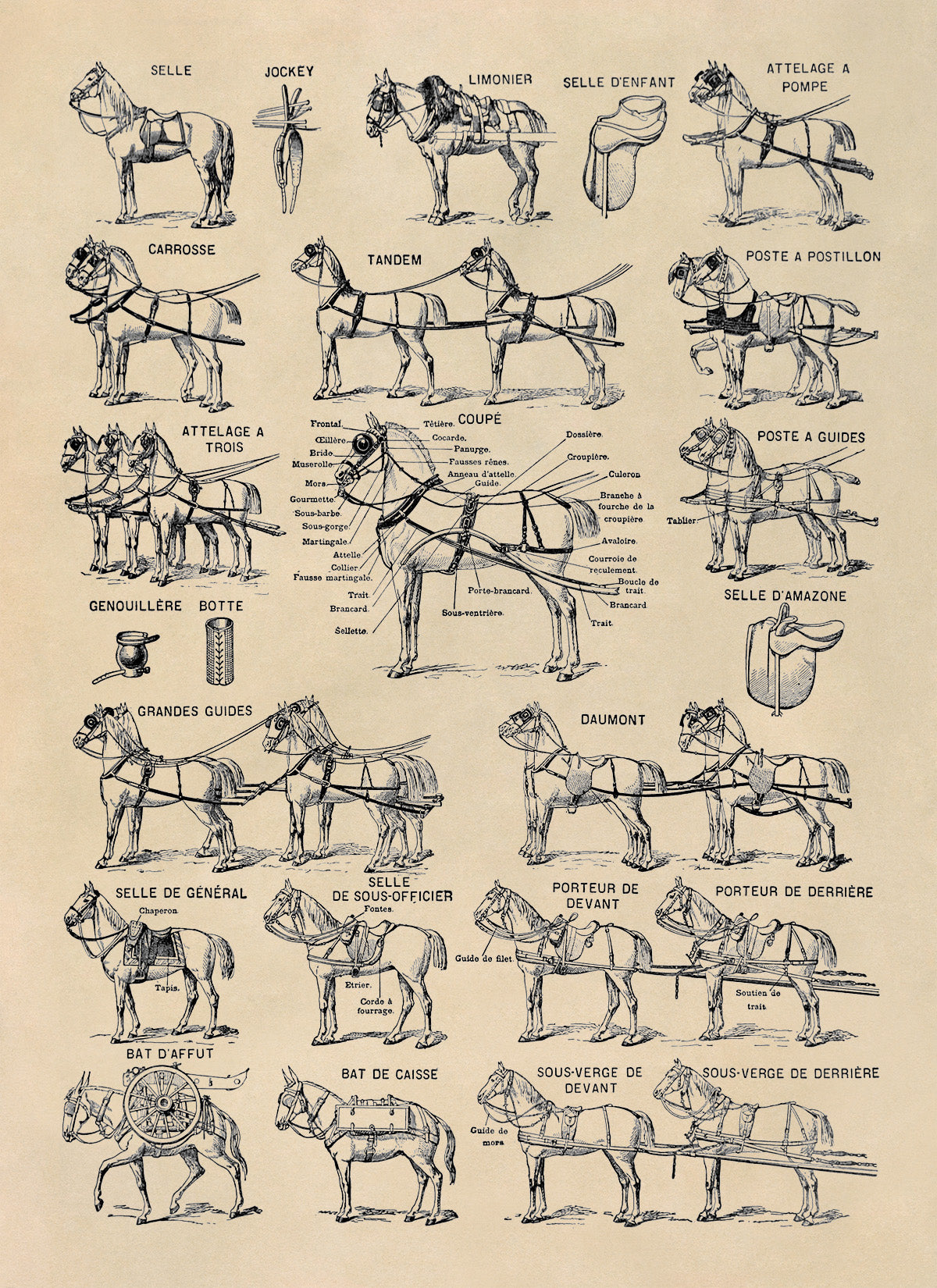 Equestrian Horse Harness Illustration Print, AM145