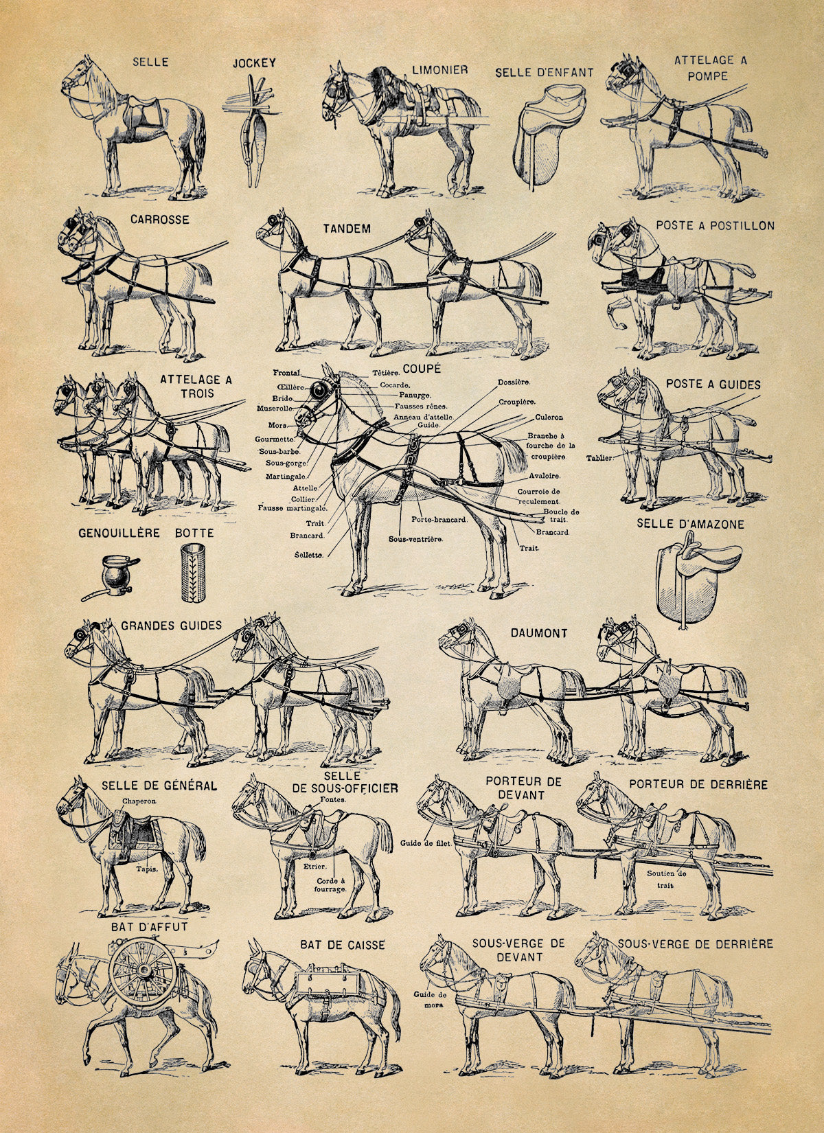 Equestrian Horse Harness Illustration Print, AM145