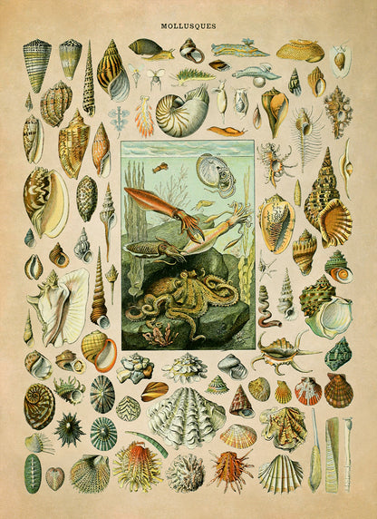 Mollusks and Invertebrates Species Chart Print, AM018