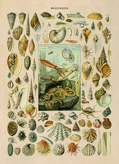 Mollusks and Invertebrates Species Chart Print, AM018