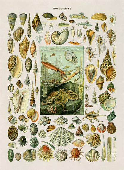 Mollusks and Invertebrates Species Chart Print, AM018