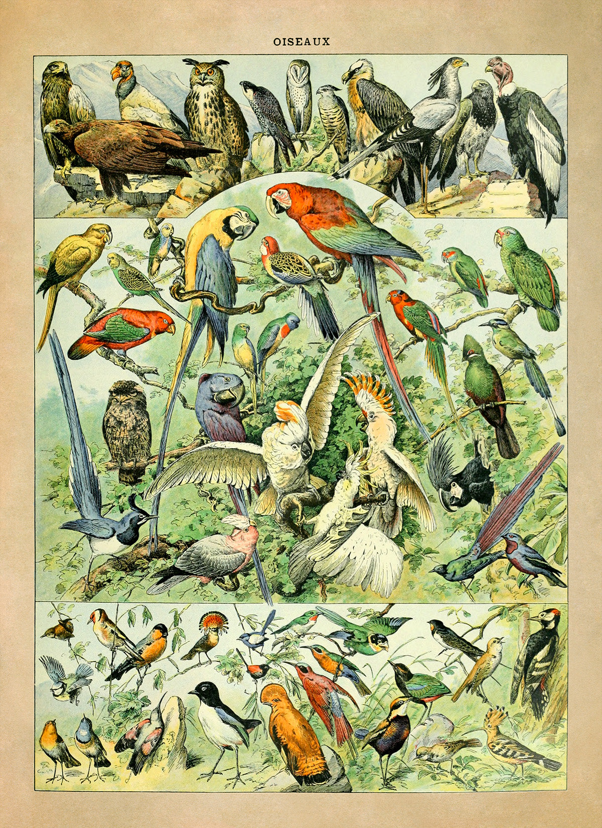 Bird Species Illustration Print, AM022