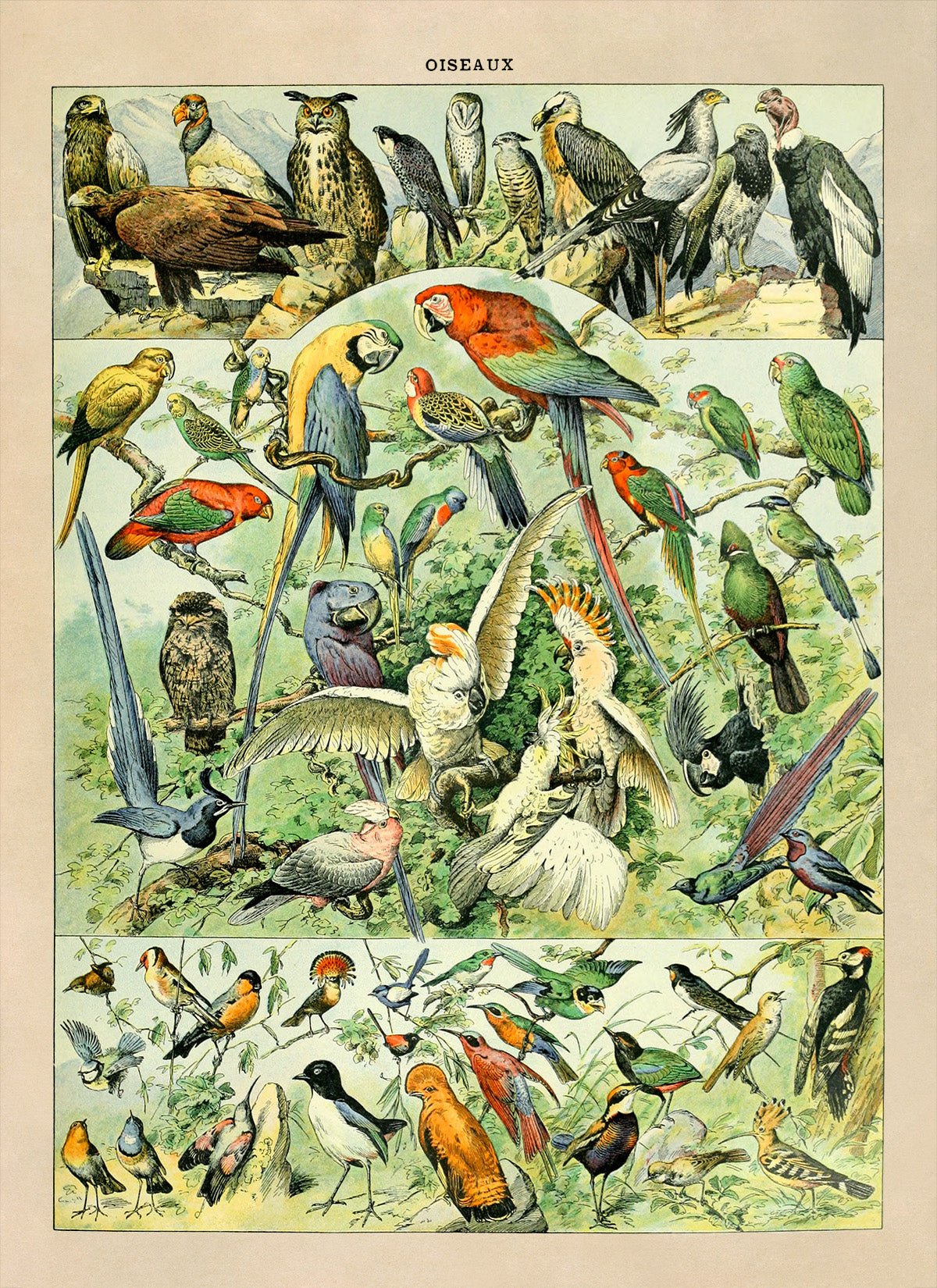 Bird Species Illustration Print, AM022