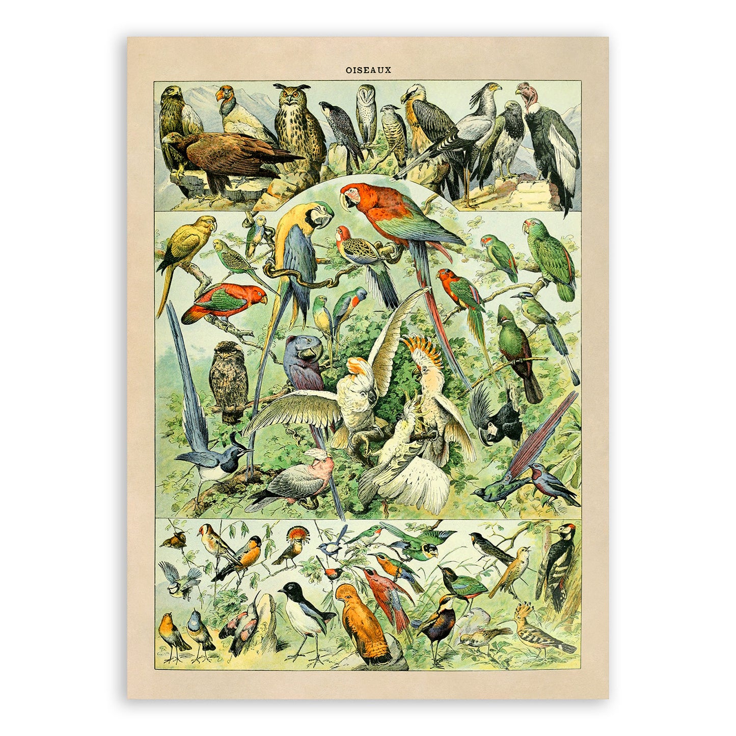 Bird Species Illustration Print, AM022