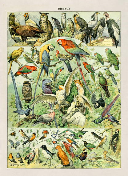 Bird Species Illustration Print, AM022