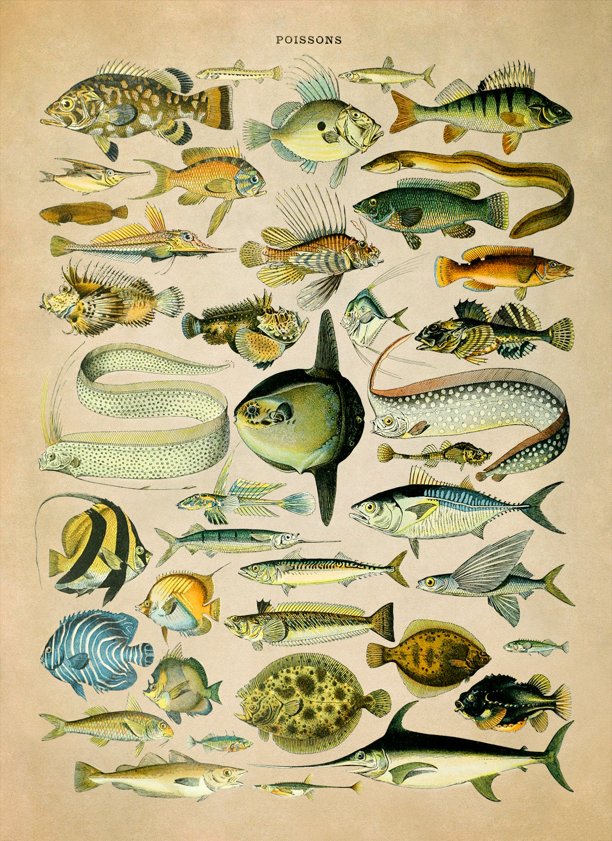 Fish Species Illustration Print, AM028