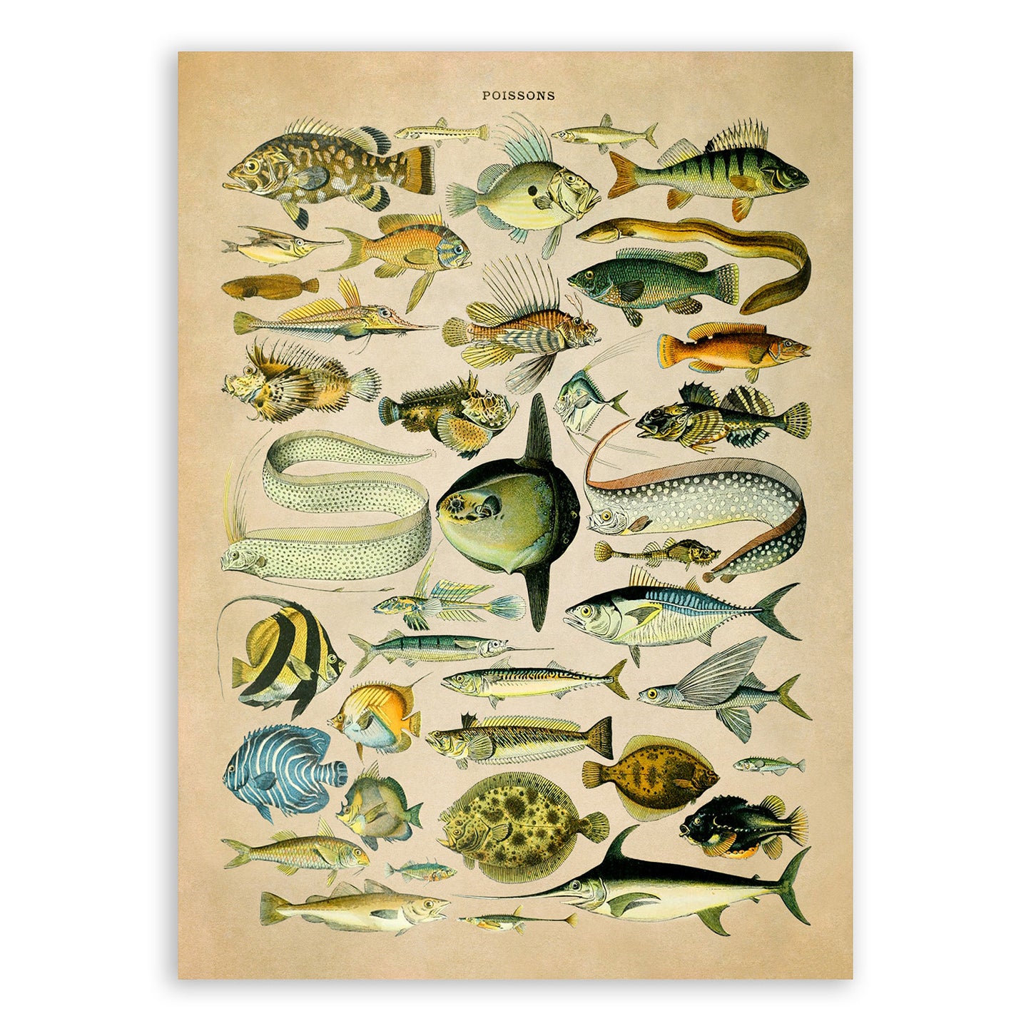 Fish Species Illustration Print, AM028