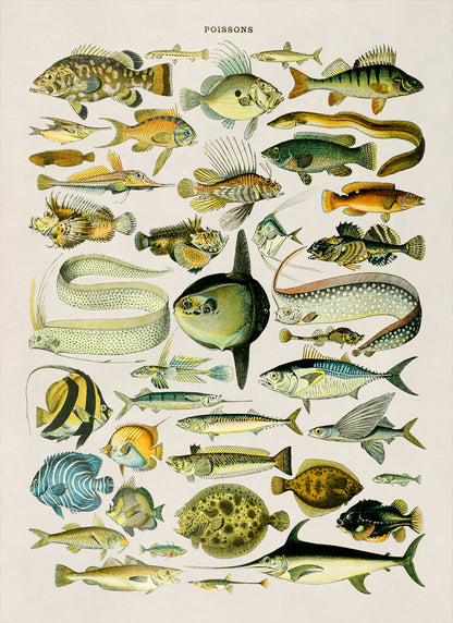 Fish Species Illustration Print, AM028