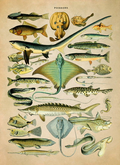 Fish Species Illustration Print, AM029